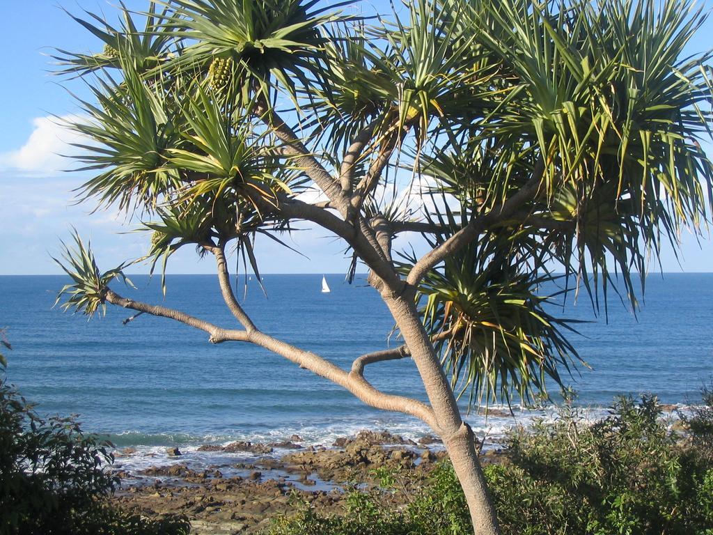 Headland Tropicana Resort Alexandra Headland Bagian luar foto